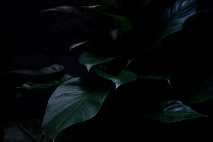 Dark green plant leaves recede into deep shadow against a vast black background, evoking the terrifying unknown of a black hole.